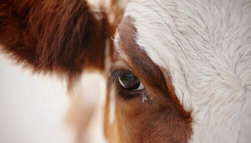 A close up shot of a cow's eye.