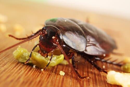 A cockroach eating some food.