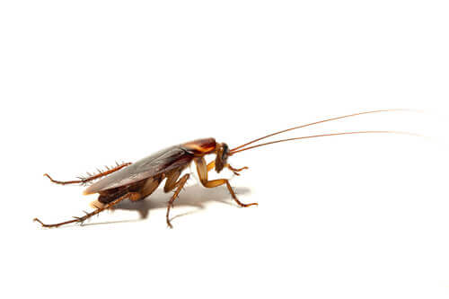 One of the most common cockroaches.