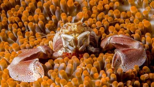 A crab living among some anemones as an example of symbiosis in animals.