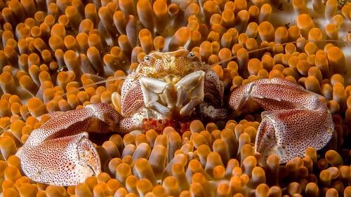 A crab living among some anemones as an example of symbiosis in animals.