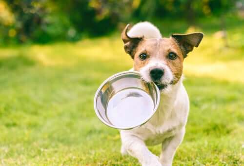 A dog carrying a food bowl.