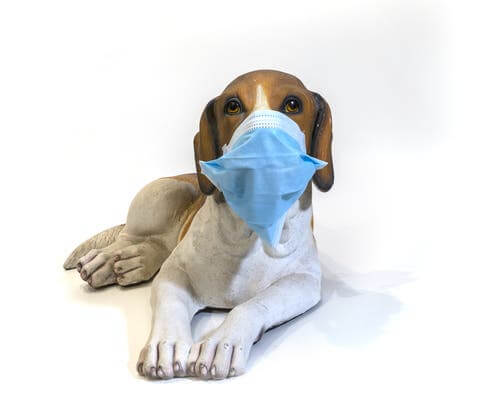 A dog wearing a mask to help prevent the spread of flu in pets.