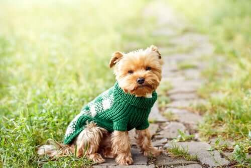 A dog wearing a woolen coat.