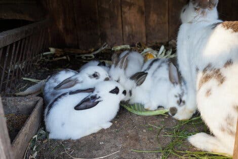 A group of baby rabbits with their mother.