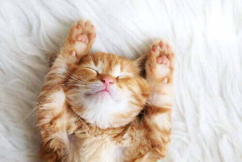 A kitten stretching on a bed.
