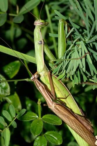 A mantis in a bush.