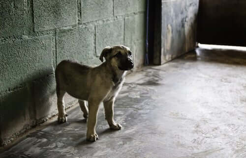 En mastiffvalp i en lada.