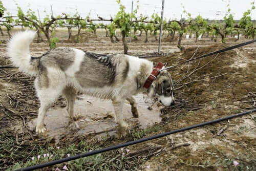 A mastiff in a vineyard.