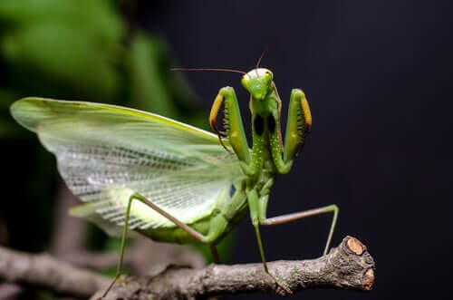 A praying mantis on a branch.