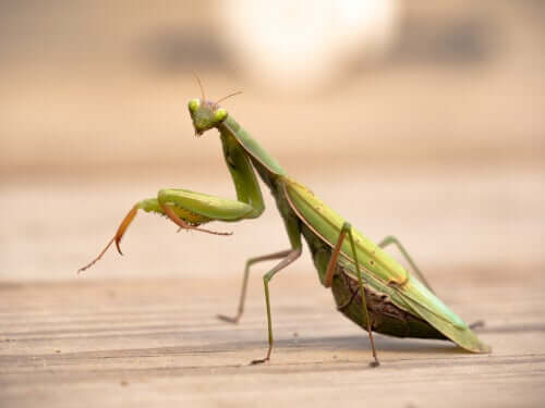 A mantis, considered one of the most religious animals because of its praying pose.