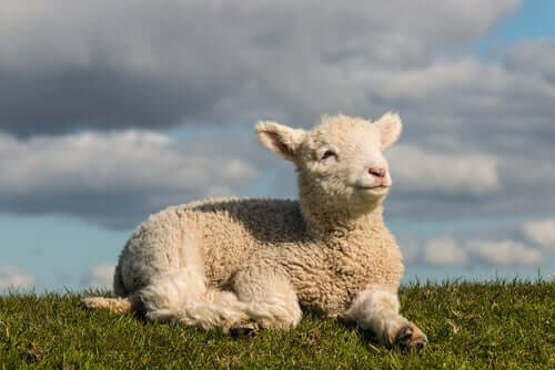 A small sheep after sheep shearing.