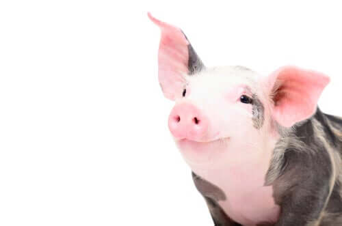 A smiling pig.