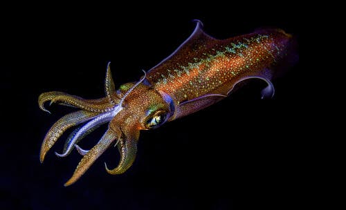 A squid camouflaging itself as an example of a squid's ability to change its genetic code.