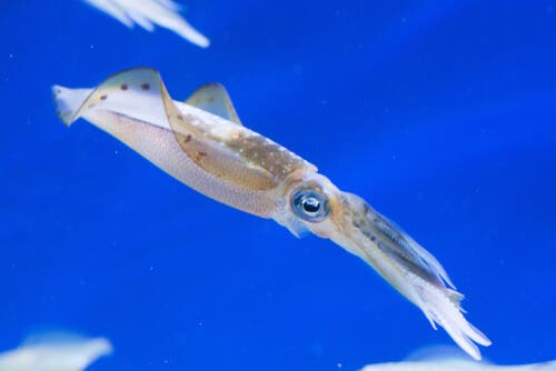 A squid swimming upwards.