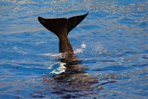 A whale's tail sticking out of the water.