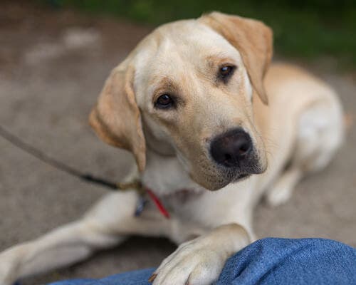 A white labrador looking at the camera.