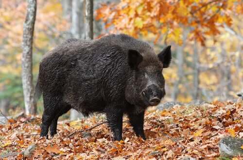 All About the Wild Boar