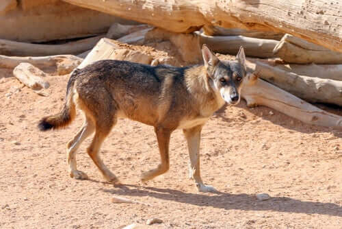 The Arabian Wolf: Characteristics, Behavior, and Habitat