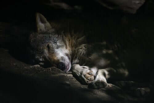 An Arabian Wolf sleeping.