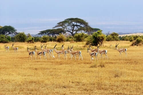 Antelopes grazing in a herd.