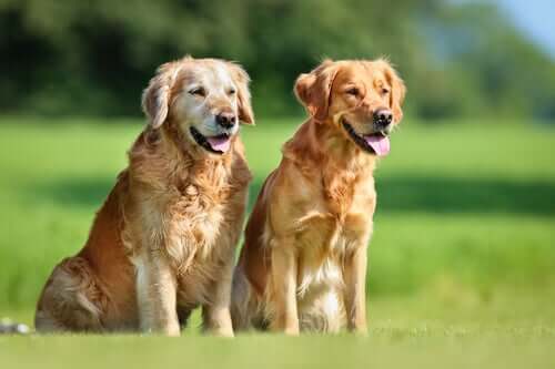 All You Need to Know About Canine Brucellosis