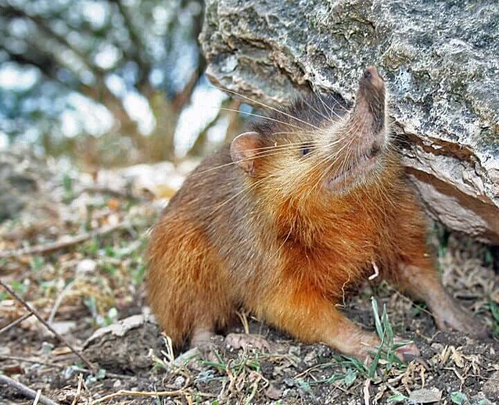 The Hispaniolian solenodon.