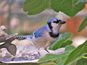 The Blue Jay: A North American Gem