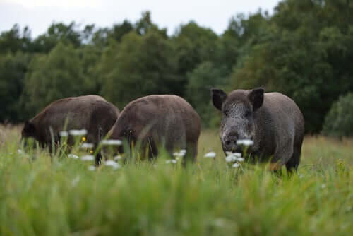 Three wild boar grazing in a field.