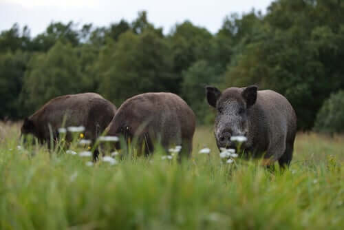 All About the Wild Boar - My Animals