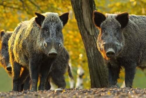 Two wild boar looking at a camera in the forest.