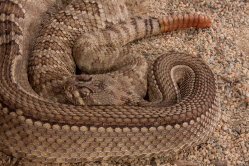 The western diamondback rattlesnake.