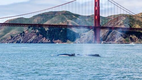 Whales seen off the golden gate bridge, one of the best places to spot whales.