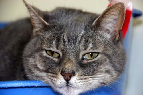 A cat with diabetes.