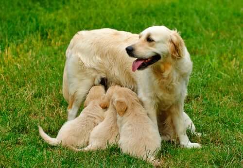 A golden retriever nursing her pups.