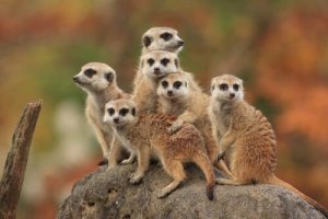 The Characteristics, Behavior, and Habitat of the Meerkat