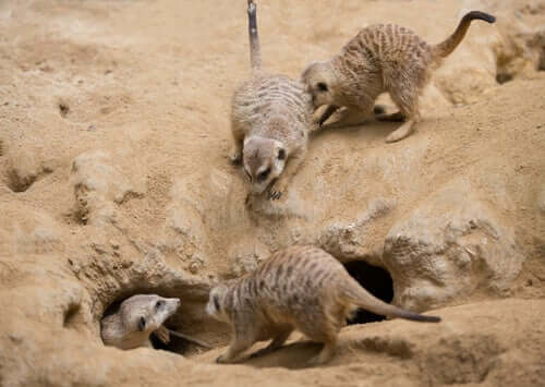 Meerkats live in colonies.