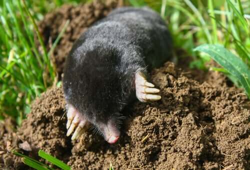 A mole digging in the ground.