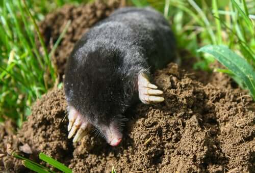 A mole digging in the ground. 