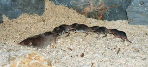A shrew family.