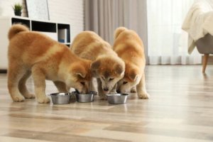 Multivitamins for Puppies: What You Need to Know