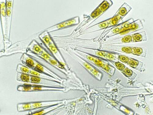 Algae is one form of phytoplankton.