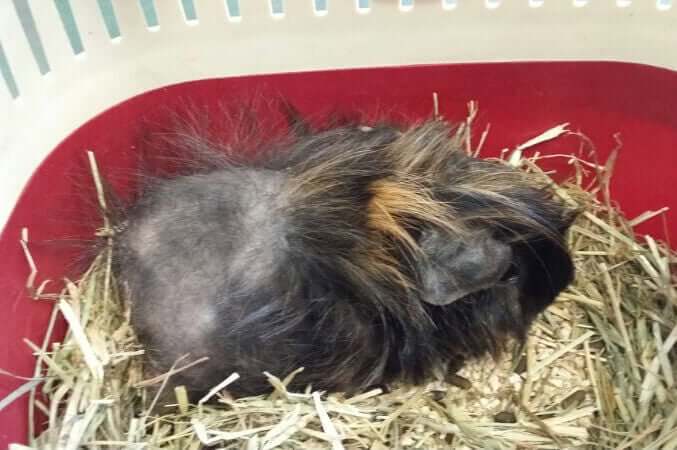 Alopecia in guinea pigs.