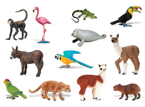 Ett antal djur som lever i Sydamerika.
