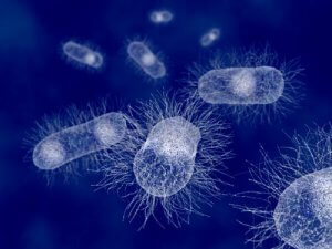 Escherichia Coli: The Bacteria of Mammals