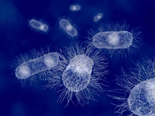 Escherichia Coli: The Bacteria of Mammals