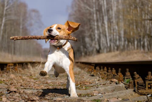 A beagle dog with a stick.