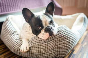How to Choose the Best Dog Bed