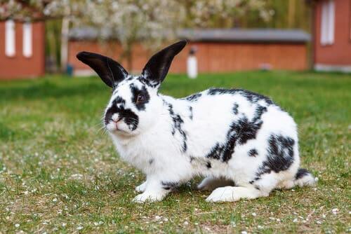 A black and white continental giant.