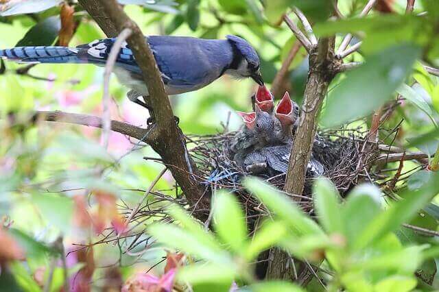 A blue jay feeding its young.